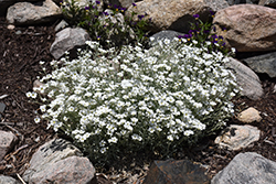 Yo Yo Snow-In-Summer (Cerastium tomentosum 'Yo Yo') at A Very Successful Garden Center