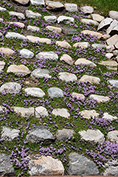 Purple Carpet Creeping Thyme (Thymus praecox 'Purple Carpet') at Lakeshore Garden Centres