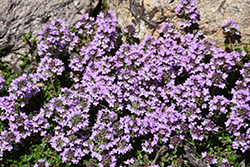 Purple Carpet Creeping Thyme (Thymus praecox 'Purple Carpet') at A Very Successful Garden Center