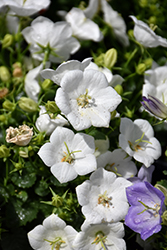 Rapido White Bellflower (Campanula carpatica 'Rapido White') at A Very Successful Garden Center