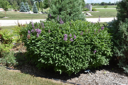 Charisma Lilac (Syringa x prestoniae 'Charisma') at A Very Successful Garden Center