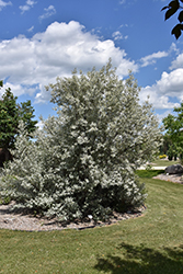 Silverado Olive (Elaeagnus 'Jefsil') at Stonegate Gardens