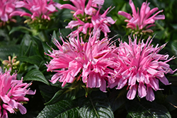 Electric Neon Pink Beebalm (Monarda 'Electric Neon Pink') at A Very Successful Garden Center