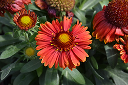SpinTop Yellow Touch Blanket Flower (Gaillardia aristata 'SpinTop Yellow Touch') at Lakeshore Garden Centres