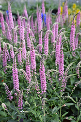 Royal Pink Speedwell (Veronica longifolia 'Royal Pink') at A Very Successful Garden Center
