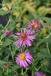 Rose Beauty Aster (Symphyotrichum novae-angliae 'Rose Beauty') at Stonegate Gardens