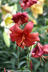 Morden Butterfly Lily (Lilium 'Morden Butterfly') at A Very Successful Garden Center