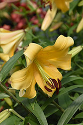 Northern Delight Lily (Lilium 'Northern Delight') at A Very Successful Garden Center