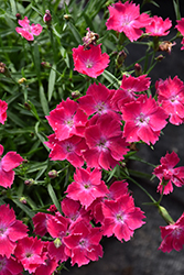 Beauties Kahori Scarlet Pinks (Dianthus 'Kahori Scarlet') at A Very Successful Garden Center