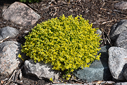 Golden Moss Stonecrop (Sedum acre 'Aureum') at Lakeshore Garden Centres