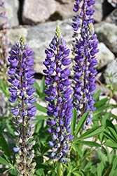 Blue Lupine (Lupinus perennis 'Blue') at A Very Successful Garden Center