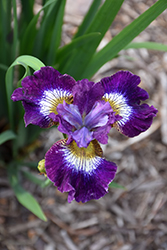 Contrast In Styles Siberian Iris (Iris sibirica 'Contrast In Styles') at Stonegate Gardens