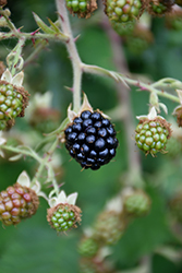 Blackberry (Rubus fruticosus) at A Very Successful Garden Center