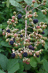 Blackberry (Rubus fruticosus) at Lakeshore Garden Centres