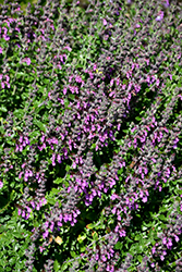 Creeping Germander (Teucrium chamaedrys) at A Very Successful Garden Center