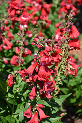 PepTalk Red Beard Tongue (Penstemon 'PepTalk Red') at A Very Successful Garden Center