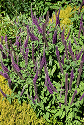 Purple Tails Germander (Teucrium hyrcanicum 'Purple Tails') at Stonegate Gardens