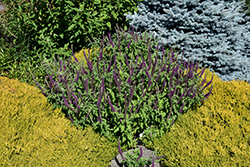 Purple Tails Germander (Teucrium hyrcanicum 'Purple Tails') at Lakeshore Garden Centres