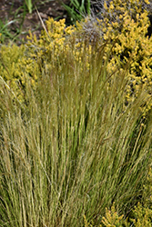 Pony Tails Mexican Feather Grass (Nassella tenuissima 'Pony Tails') at Lakeshore Garden Centres