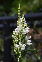 Crystal Peak White Obedient Plant (Physostegia virginiana 'Crystal Peak White') at Lakeshore Garden Centres