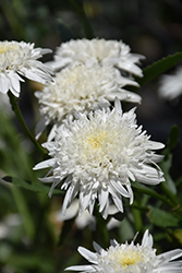 Ice Star Shasta Daisy (Leucanthemum x superbum 'Ice Star') at A Very Successful Garden Center