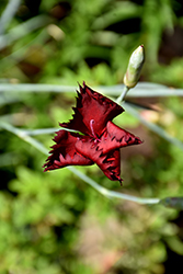 Grenadin King Of The Blacks Carnation (Dianthus caryophyllus 'Grenadin King Of The Blacks') at Lakeshore Garden Centres