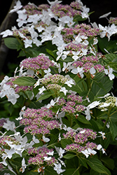 Lanarth White Hydrangea (Hydrangea macrophylla 'Lanarth White') at Lakeshore Garden Centres