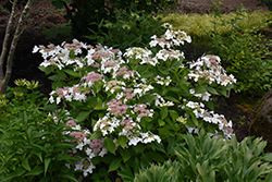 Lanarth White Hydrangea (Hydrangea macrophylla 'Lanarth White') at A Very Successful Garden Center