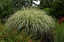 Goldfeder Maiden Grass (Miscanthus sinensis 'Goldfeder') at Lakeshore Garden Centres