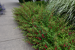 Hardy Fuchsia (Fuchsia magellanica) at A Very Successful Garden Center