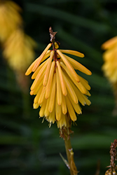 Little Maid Torchlily (Kniphofia 'Little Maid') at Lakeshore Garden Centres