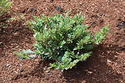 Coppertone Evergreen Distylium (Distylium 'PIIDIST-III') at Stonegate Gardens