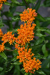 Butterfly Weed (Asclepias tuberosa) at Golden Acre Home & Garden