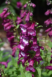 Arabesque Violet Beard Tongue (Penstemon hartwegii 'Arabesque Violet') at A Very Successful Garden Center
