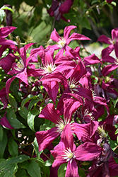 Royal Velours Clematis (Clematis viticella 'Royal Velours') at Lakeshore Garden Centres