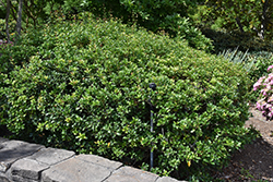 Gulftide False Holly (Osmanthus heterophyllus 'Gulftide') at Lakeshore Garden Centres