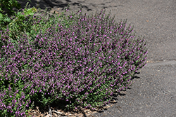 Creeping Germander (Teucrium chamaedrys) at A Very Successful Garden Center