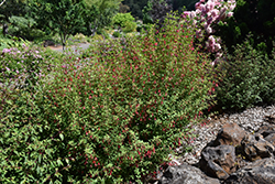 Thompsonii Hardy Fuchsia (Fuchsia magellanica 'Thompsonii') at A Very Successful Garden Center