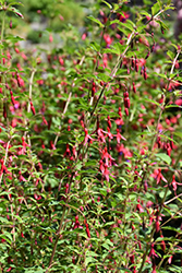 Thompsonii Hardy Fuchsia (Fuchsia magellanica 'Thompsonii') at A Very Successful Garden Center