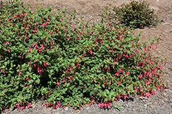 Pee Wee Rose Fuchsia (Fuchsia 'Pee Wee Rose') at A Very Successful Garden Center