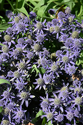 Blue Hobbit Sea Holly (Eryngium planum 'Blue Hobbit') at A Very Successful Garden Center