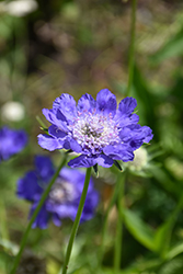 Fama Deep Blue Pincushion Flower (Scabiosa caucasica 'Fama Deep Blue') at A Very Successful Garden Center