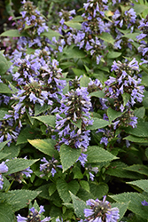 Blue Panther Catmint (Nepeta subsessilis 'Blue Panther') at Stonegate Gardens