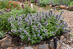 Blue Panther Catmint (Nepeta subsessilis 'Blue Panther') at Stonegate Gardens