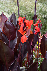 Red Futurity Canna (Canna 'Red Futurity') at A Very Successful Garden Center
