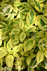 Hedgerows Gold Variegated Red-Twig Dogwood (Cornus sericea 'Hedgerows Gold') at Lakeshore Garden Centres