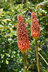 Shining Sceptre Torchlily (Kniphofia 'Shining Sceptre') at A Very Successful Garden Center