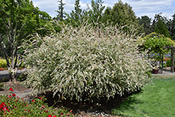 Tricolor Willow (Salix integra 'Hakuro Nishiki') at Stonegate Gardens