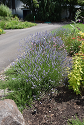 Super Lavender (Lavandula x intermedia 'Super') at A Very Successful Garden Center