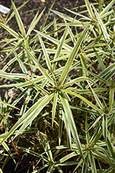 Sparkler Palm Sedge (Carex phyllocephala 'Sparkler') at A Very Successful Garden Center